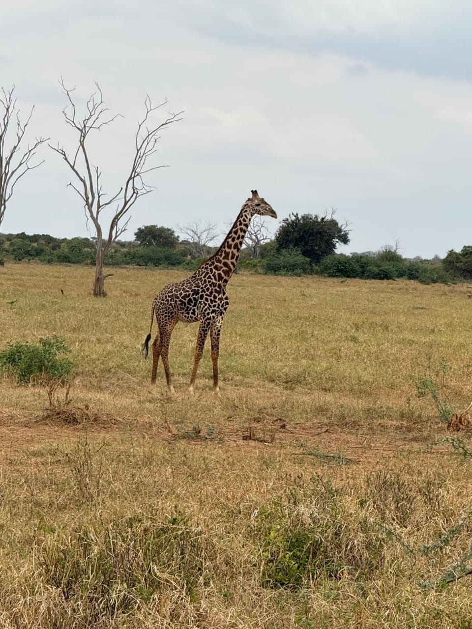 5c3cff86-0a31-497e-9150-aa5130a414b5