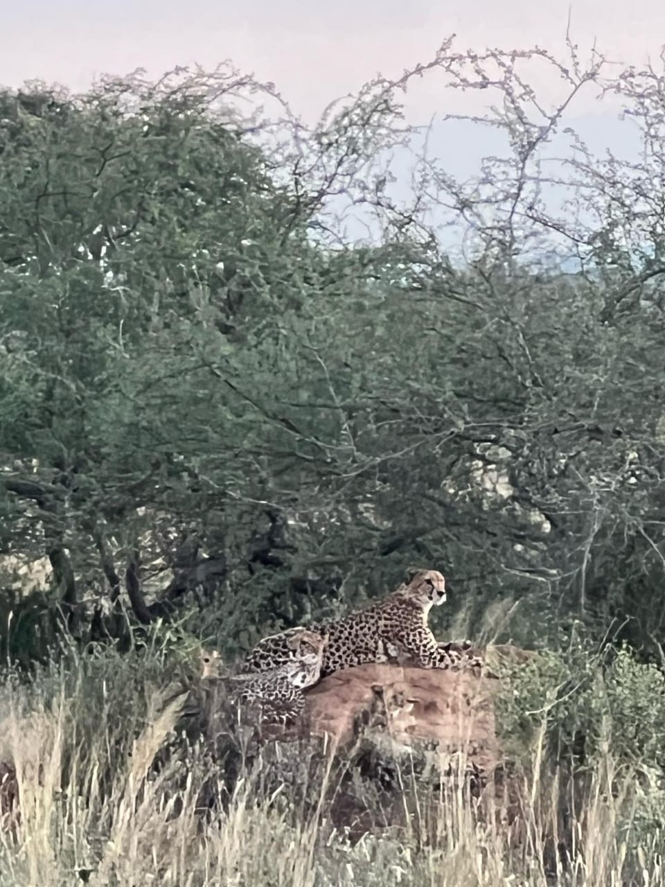 8142870f-53d0-4372-b456-5b64cb8254a6