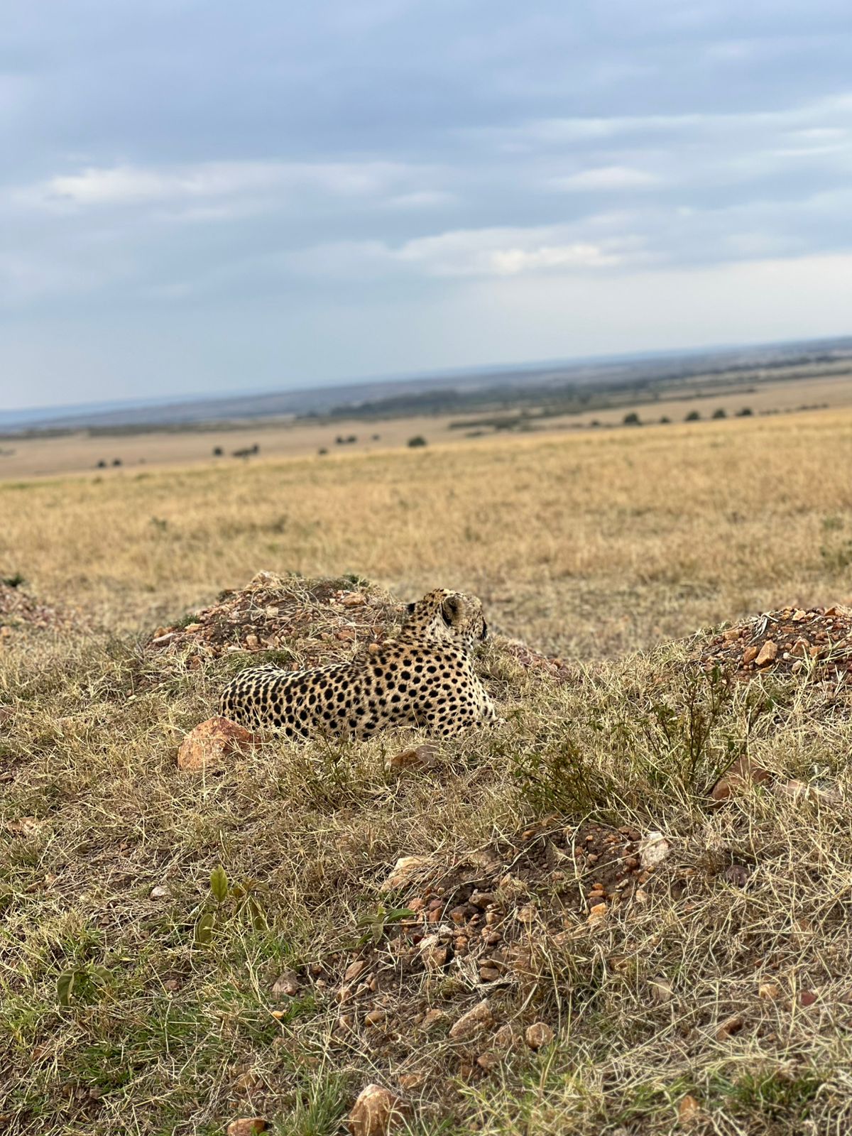 WhatsApp Image 2026-01-02 at 18.40.58